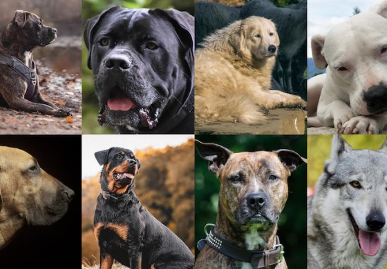 Patentino cani: gli aspetti critici della proposta di legge
