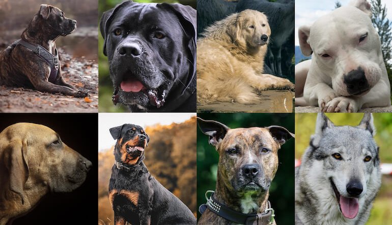 Patentino cani: gli aspetti critici della proposta di legge