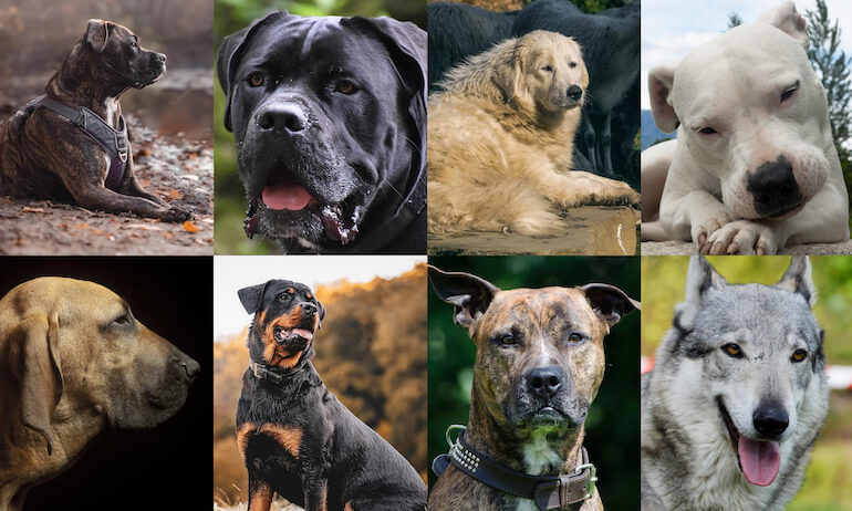 Patentino cani: gli aspetti critici della proposta di legge