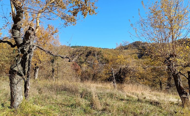 Un’antica tecnica agricola che regola il microclima rurale