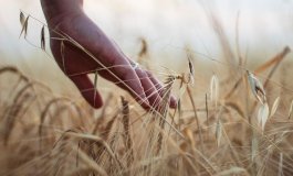 La prima esposizione universale “Dal Seme al Cibo”