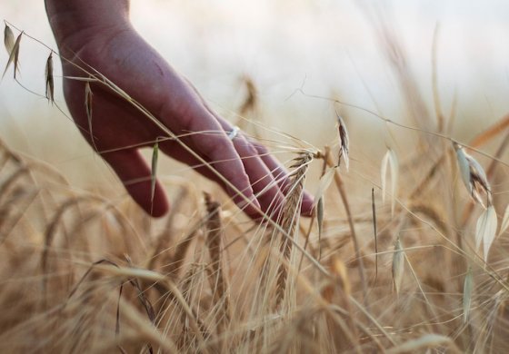 La prima esposizione universale “Dal Seme al Cibo”