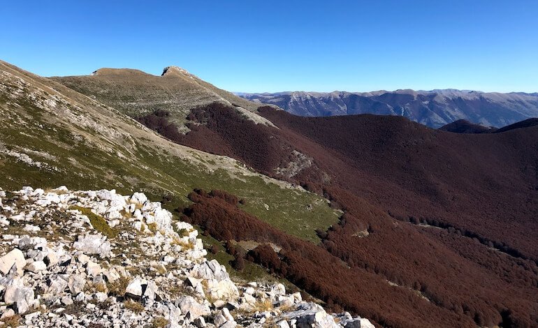 Diversificare la gestione forestale per promuovere la conservazione