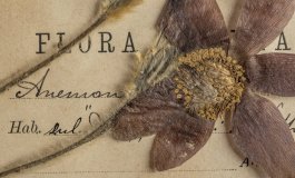 La valorizzazione di oltre 150mila campioni botanici