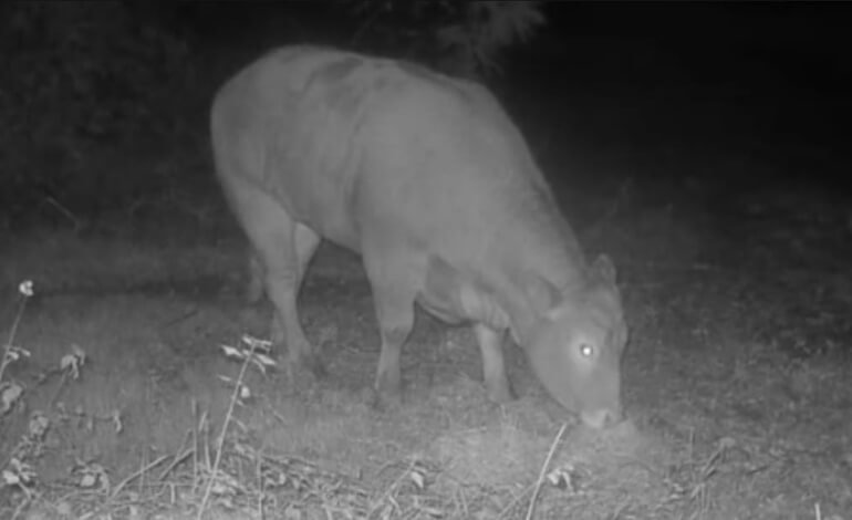 La fuga della mucca Minerva: un caso simbolo