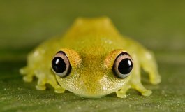 La vita tra acqua e terra