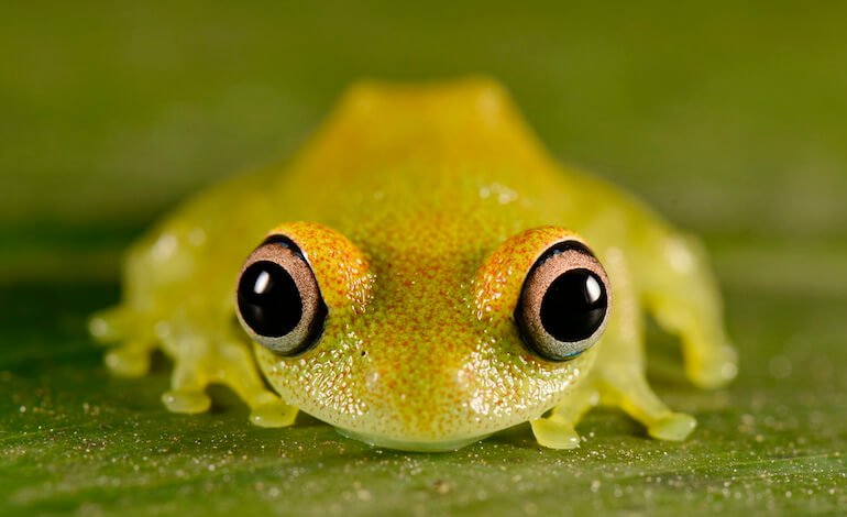 La vita tra acqua e terra