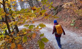 Tra i faggi della “Barbottina”