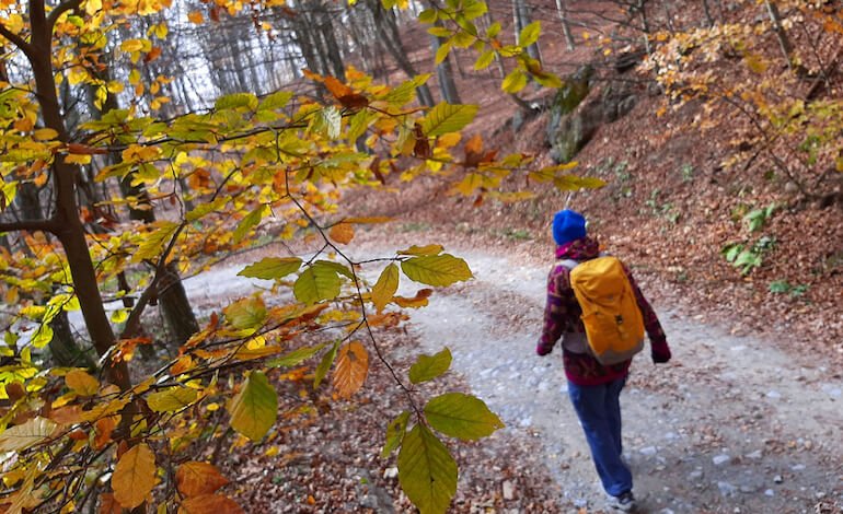 Tra i faggi della “Barbottina”