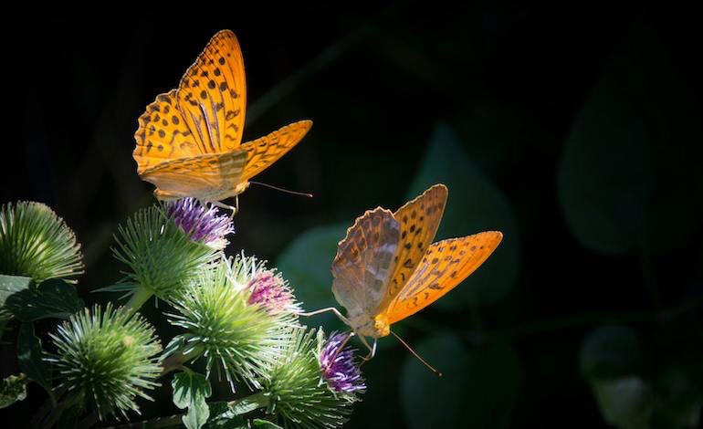 Un’alleanza per salvare gli impollinatori
