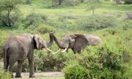 La fauna selvatica africana ha perso un terzo della sua “energia naturale”