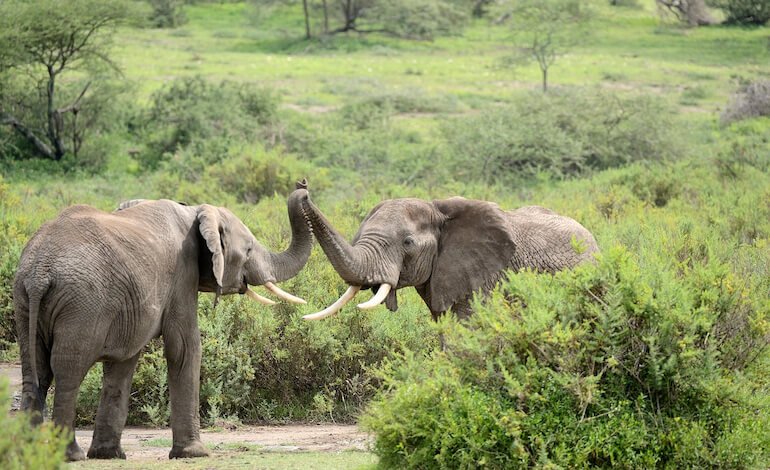 La fauna selvatica africana ha perso un terzo della sua “energia naturale”