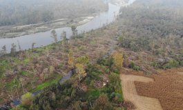 Giornata nazionale degli alberi
