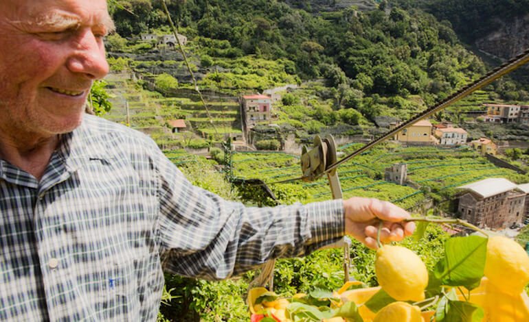 I limoni di Amalfi