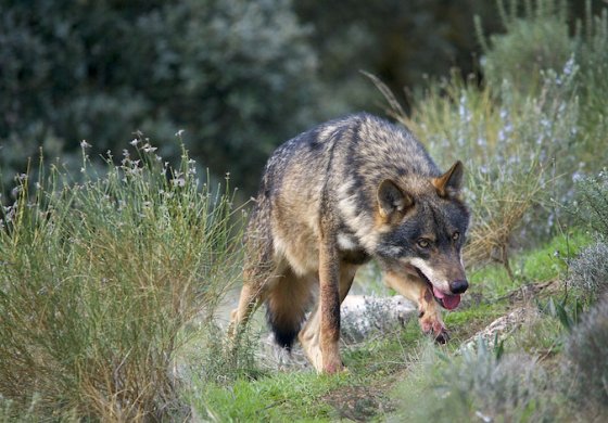 Non sempre il lupo è un vero lupo