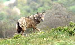 Bracconaggio, la principale causa di mortalità del lupo