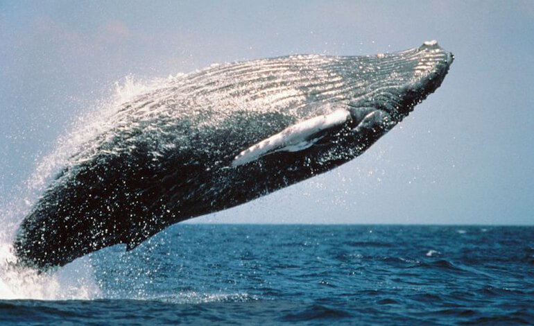 Buone notizie dal mare