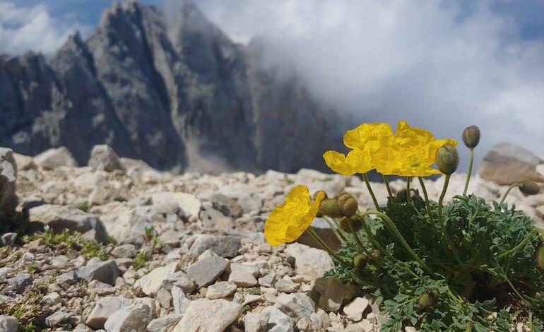 Tutela della biodiversità vegetale