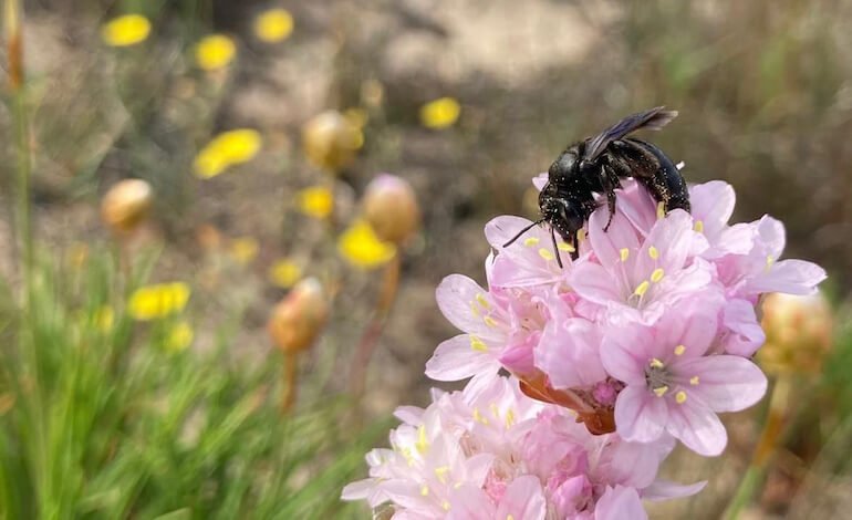 Scoperta una nuova specie di ape