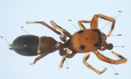 Scoperta in Sicilia una nuova specie di ragno