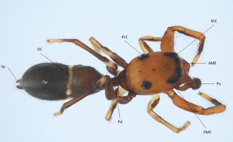 Scoperta in Sicilia una nuova specie di ragno
