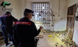 Bracconaggio: maxi-blitz dei Carabinieri Forestali nel Nord Italia