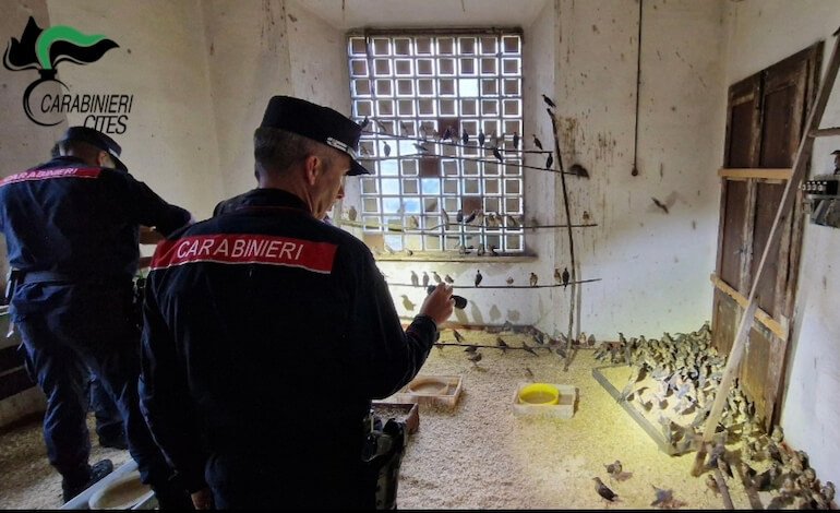 Bracconaggio: maxi-blitz dei Carabinieri Forestali nel Nord Italia