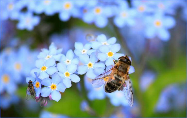 impollinatori