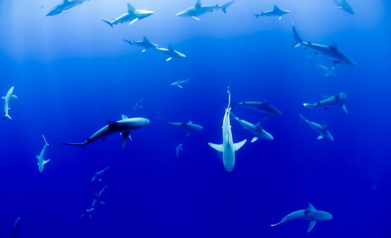 Riapertura della pesca agli squali alle Maldive