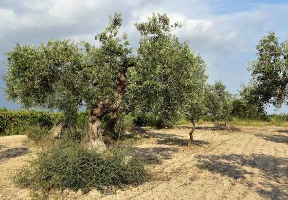 Microbi su misura per salvare gli ulivi dalla siccità