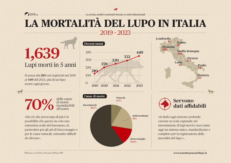 lupo ucciso