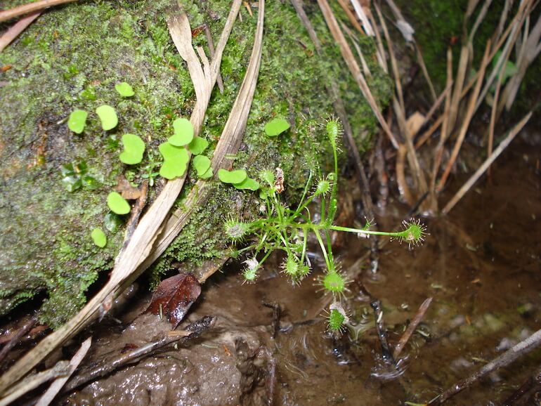 Drosera intermedia
