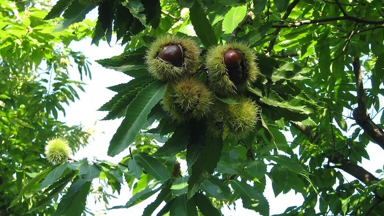 castagne