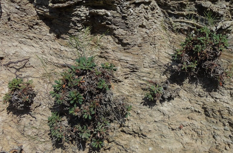Limonium gorgonae