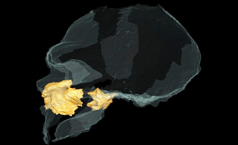 Il naso “freddo” dei Neanderthal