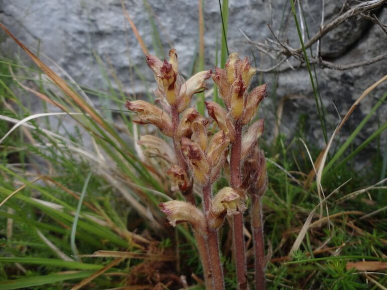 Orobanche apuana