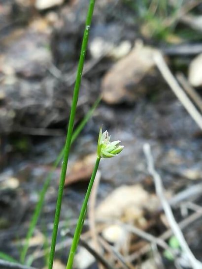 Rhynchospora alba