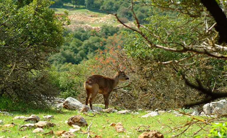 L’UNESCO ha riconosciuto due nuove Riserve della Biosfera in Giordania
