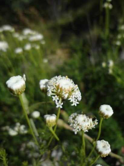 Santolina pinnata