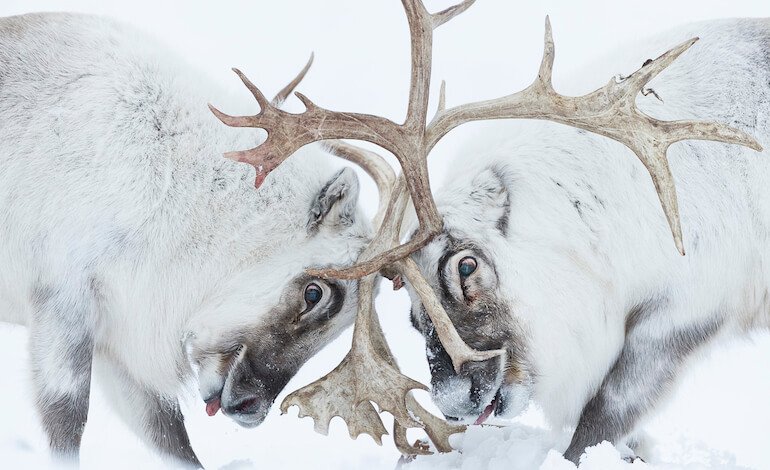 Una finestra sull’Artico