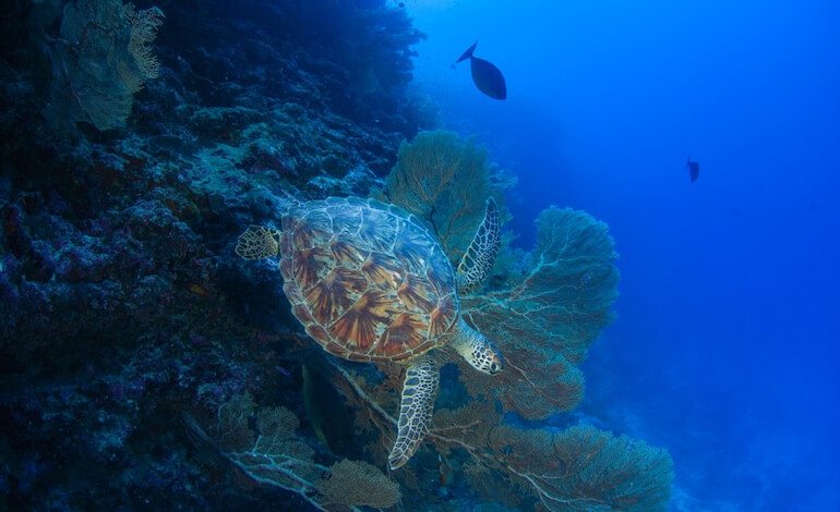 Île Platte al centro delle iniziative di conservazione