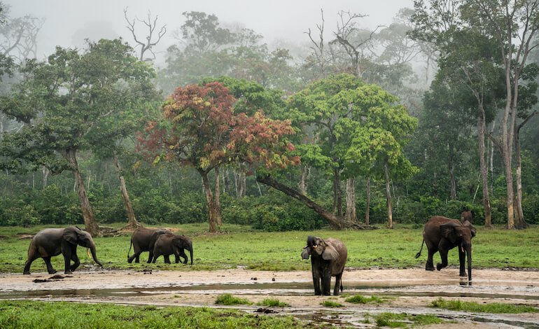 Sono 135 mila gli elefanti di foresta censiti