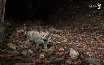 Il ritorno del gatto selvatico europeo