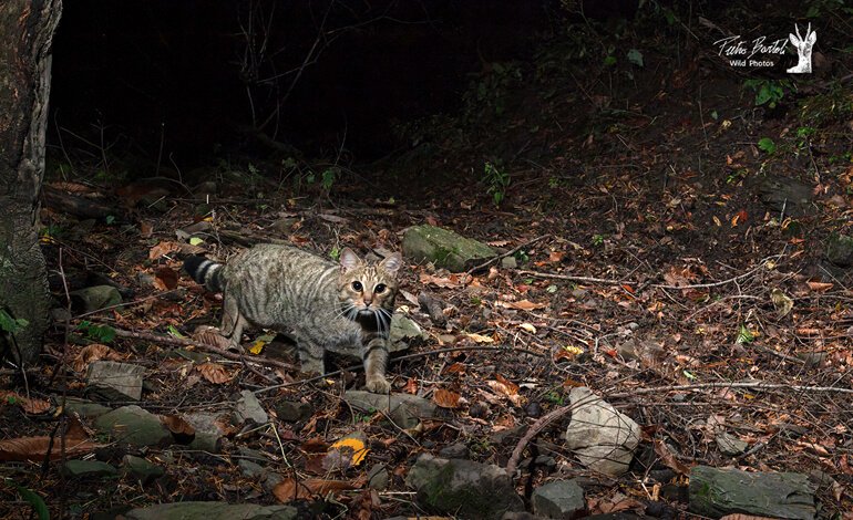 Il ritorno del gatto selvatico europeo