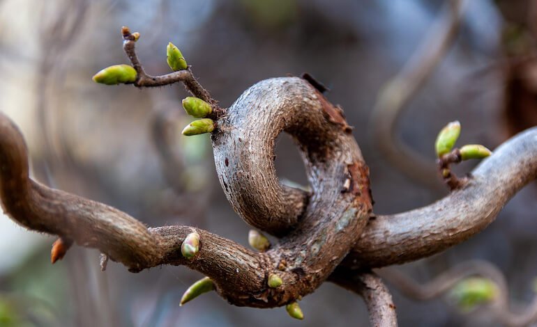 Il dolore nelle piante
