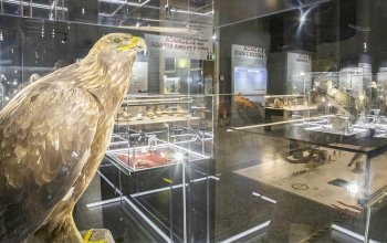 Il veleno dopo lo sparo