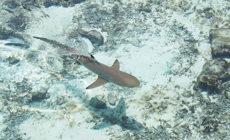 Squali e razze inseriti nell’elenco delle specie protette dalla convenzione CITES COP20