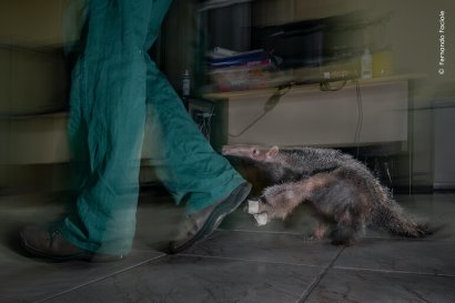 grandi fotografi