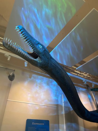 Elasmosaurus