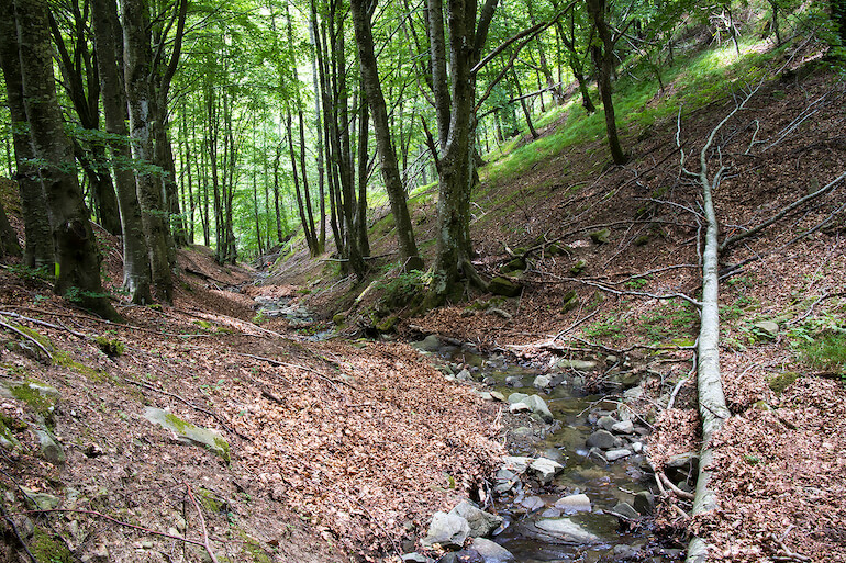 movimenti dell’acqua nei bacini forestali
